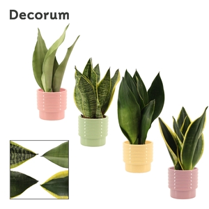 Sansevieria Super mix 9 cm in Naemi (Tasty bubble-collection)