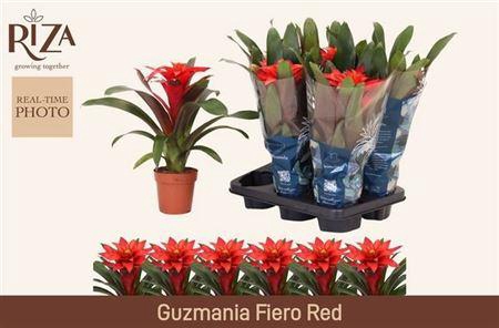 <h4>Guzm Fiero Red</h4>