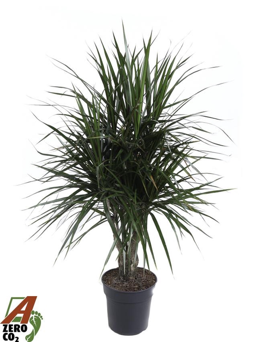 <h4>Dracaena Marginata vertakt P24</h4>