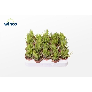 Senecio Barbertonicus (himalaya)