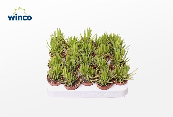 Senecio Barbertonicus (himalaya)