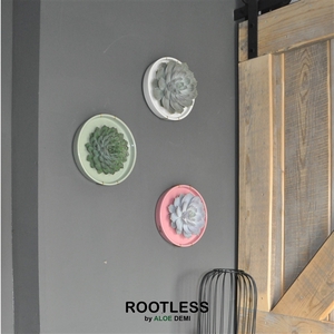 ROOTLESS x WALL ART Echeveria, Octopus bowl