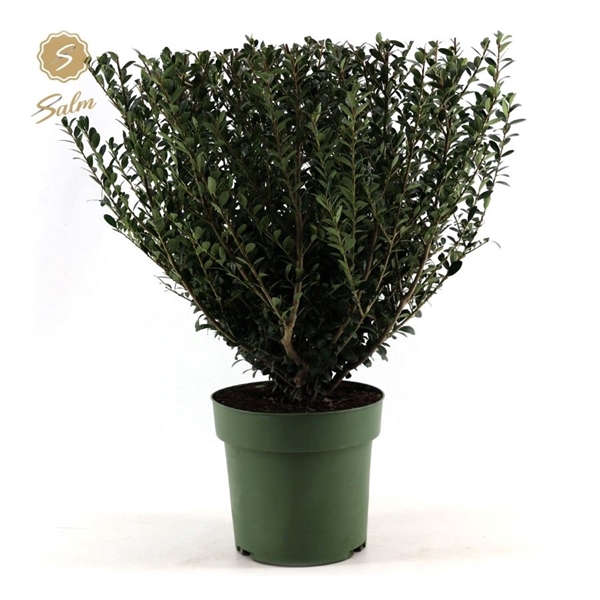 <h4>Ilex crenata 'Jenny'® P21</h4>