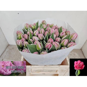 Tulipa do beth hart