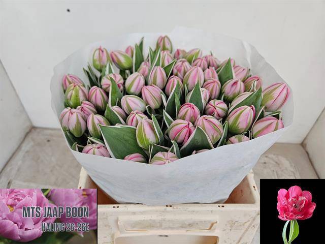 <h4>Tulipa do beth hart</h4>