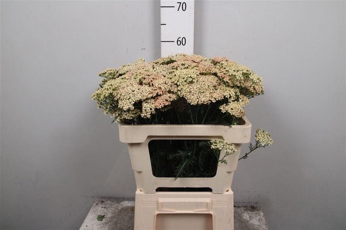 <h4>Achil M Lachsschon</h4>