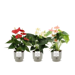 Anthurium 12 cm 3 color mix Pure Ivy ceramics