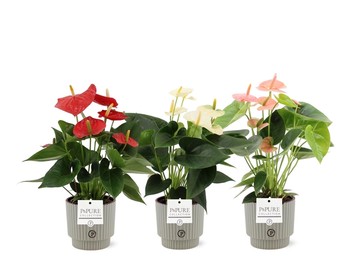 <h4>Anthurium 12 cm 3 color mix Pure Ivy ceramics</h4>