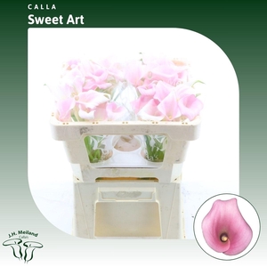 Calla Sweet Art