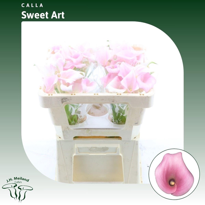 <h4>Calla Sweet Art</h4>
