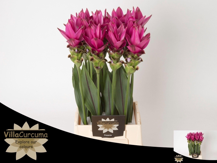 <h4>CURC AL SIAM SOUL</h4>