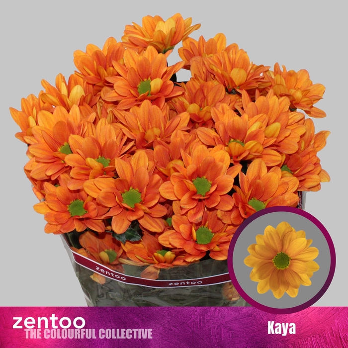 <h4>CHR T KAYA+</h4>