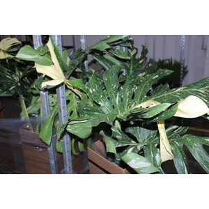 MONSTERA THAI CONSTELLATION P24