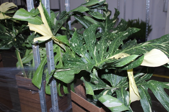 <h4>MONSTERA THAI CONSTELLATION P24</h4>