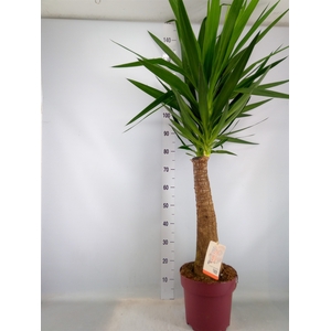 Yucca elephantipes   ...