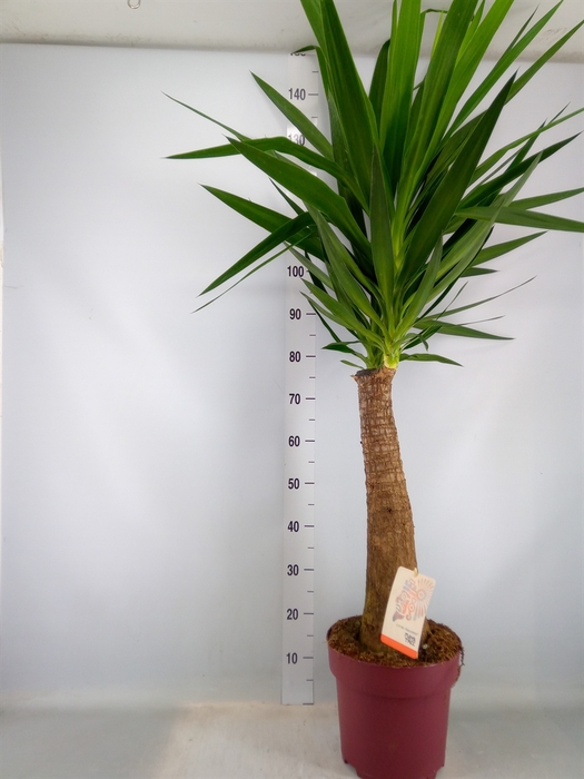 <h4>Yucca elephantipes   ...</h4>