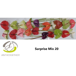 ANTH A Surprise Mix 20
