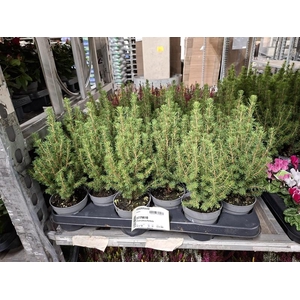 Picea glauca Perfecta