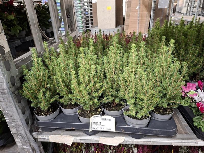 <h4>Picea glauca Perfecta</h4>