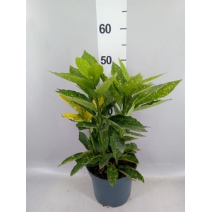 Aucuba japonica 'Variegata'