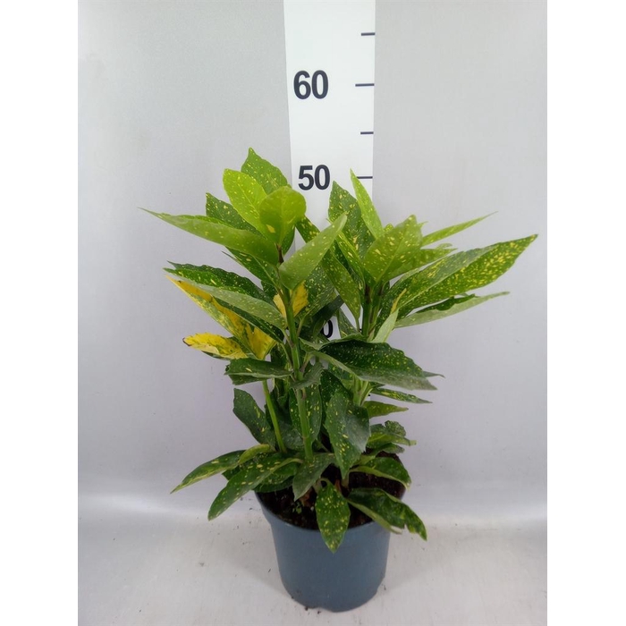 <h4>Aucuba japonica 'Variegata'</h4>