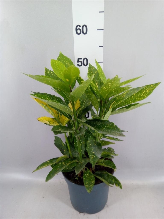 Aucuba japonica 'Variegata'