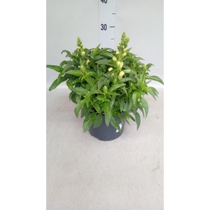 Antirrhinum  'Dragon Yellow'