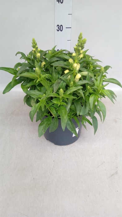 <h4>Antirrhinum  'Dragon Yellow'</h4>