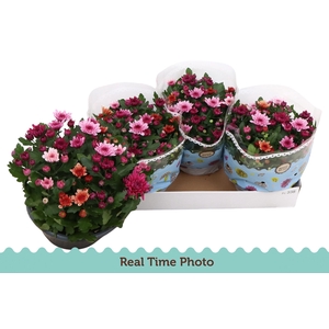 CHRYS MO AUB GEM POT