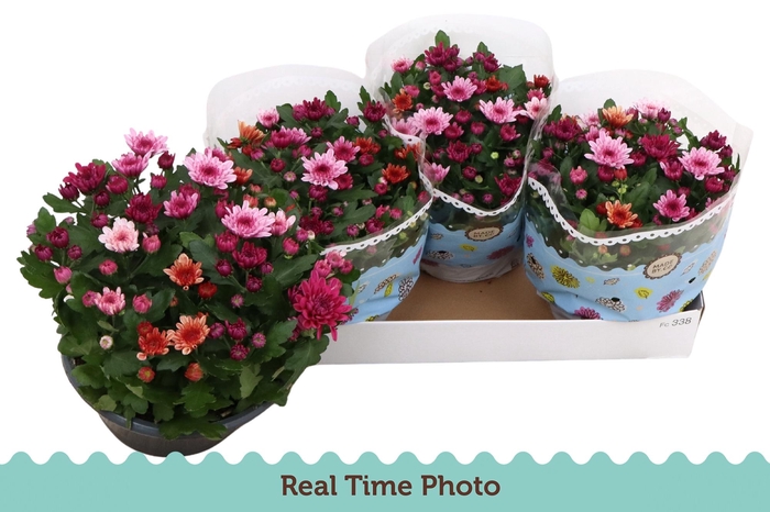 <h4>CHRYS MO AUB GEM POT</h4>