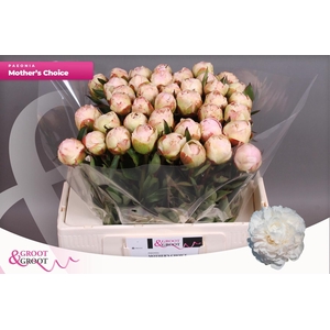 Paeonia Lact Mother's Choice