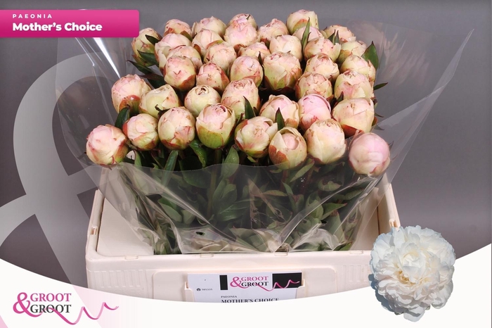 <h4>Paeonia Lact Mother's Choice</h4>