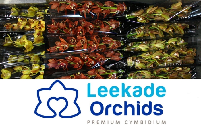 <h4>Cymb Mi Herfst Mix Leekade X18 20% Extra Packed</h4>