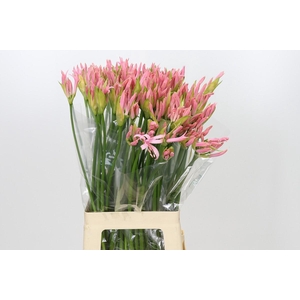Nerine Vesta K