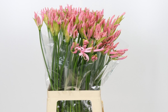 <h4>Nerine Vesta K</h4>