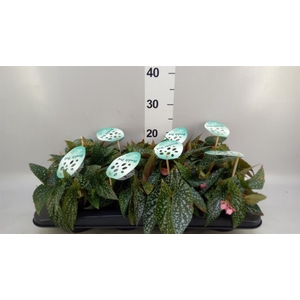 Begonia BD  'Double Dot'