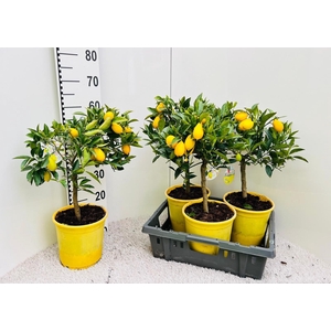 Citrus floridana Limon stem (s2)