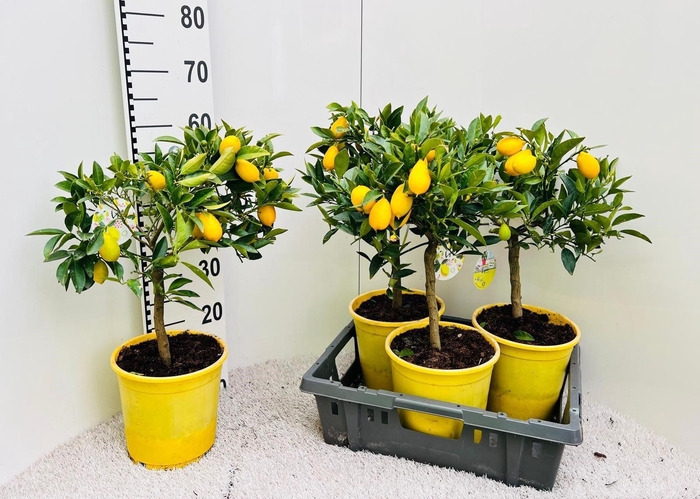 <h4>Citrus floridana Limon stem (s2)</h4>