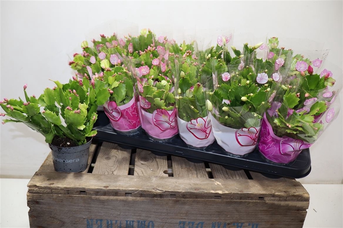 <h4>Schlumb Gem 3 Kl</h4>