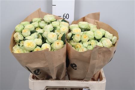 R Tr Yoga Trendsetter