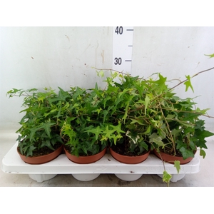 Hedera   ...mix