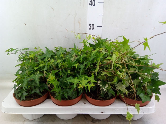<h4>Hedera   ...mix</h4>