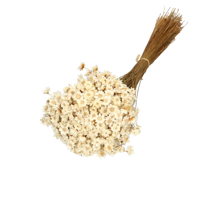 <h4>Dried flowers Glixia 40cm 50g</h4>
