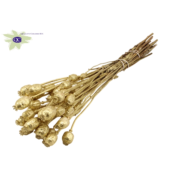 <h4>Papaver per bunch Gold + Glitter</h4>