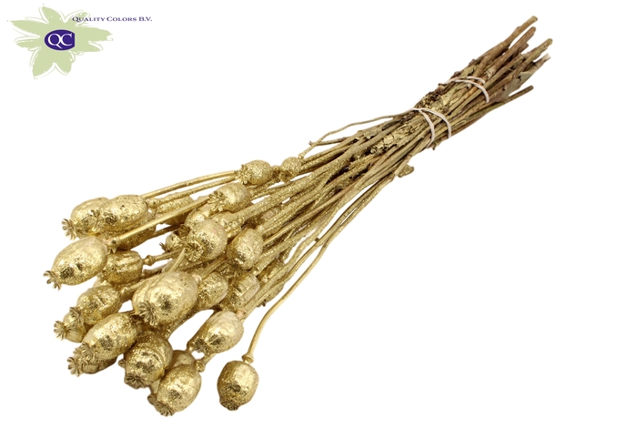 <h4>Papaver per bunch Gold + Glitter</h4>