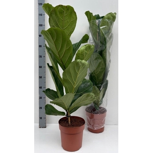 FICUS LYRATA