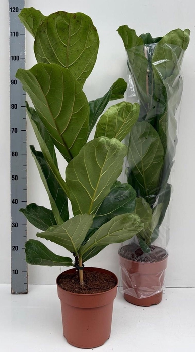 <h4>FICUS LYRATA</h4>