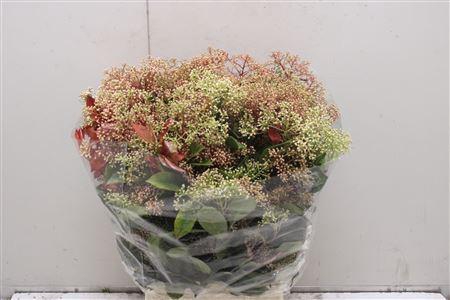 <h4>Photinia Bes Flower</h4>