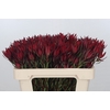 Leucadendron Blush Spray