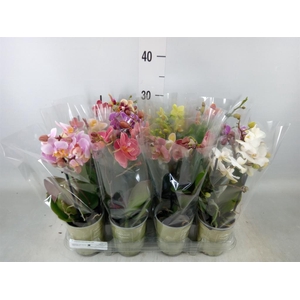 Phalaenopsis   ...mix